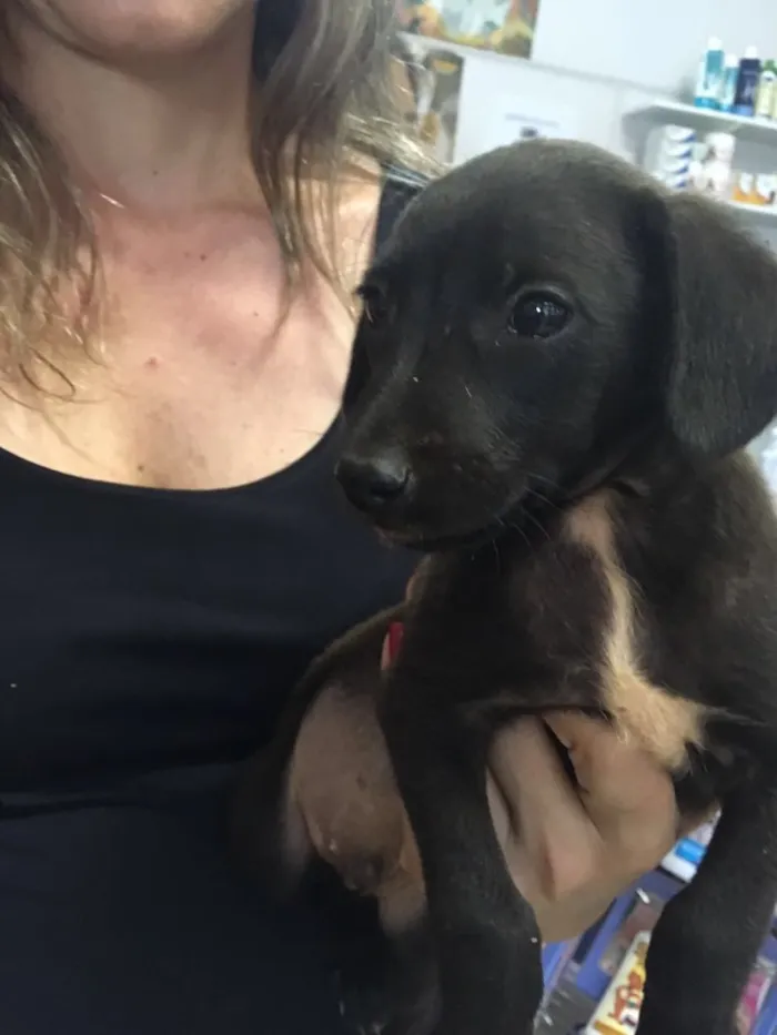 Cachorro ra a SRD  idade 2 a 6 meses nome Sem nome