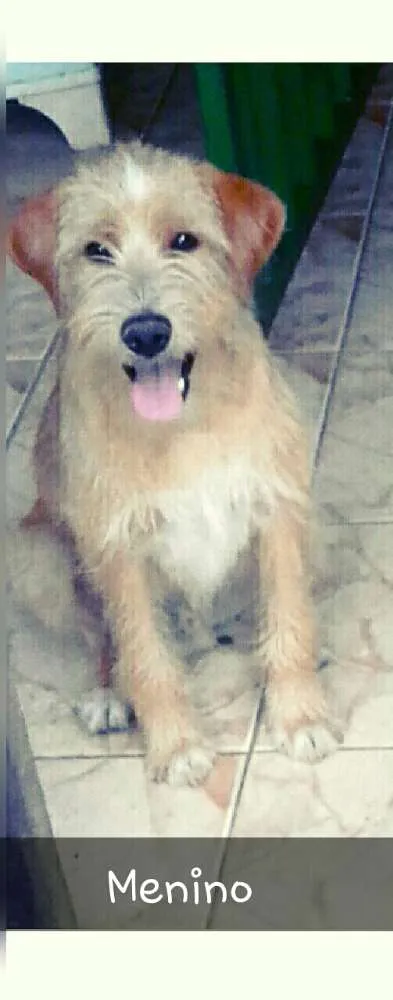 Cachorro ra a Sem Raça Definida  idade 1 ano nome Menino 