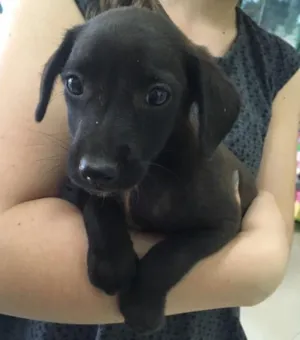 Cachorro raça SRD  idade 2 a 6 meses nome Sem nome