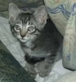 Gato raça  idade 2 a 6 meses nome Tom