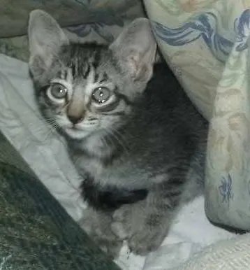Gato ra a  idade 2 a 6 meses nome Tom