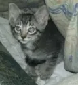 Tom
