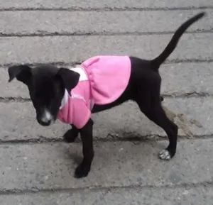Cachorro raça vira lata idade 2 a 6 meses nome Cristal e Jade