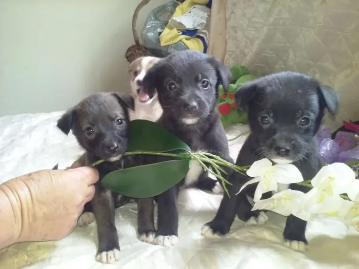 Cachorro ra a s.r.d porte médio  idade Abaixo de 2 meses nome sem nome