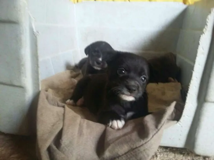 Cachorro ra a s.r.d porte médio  idade Abaixo de 2 meses nome sem nome