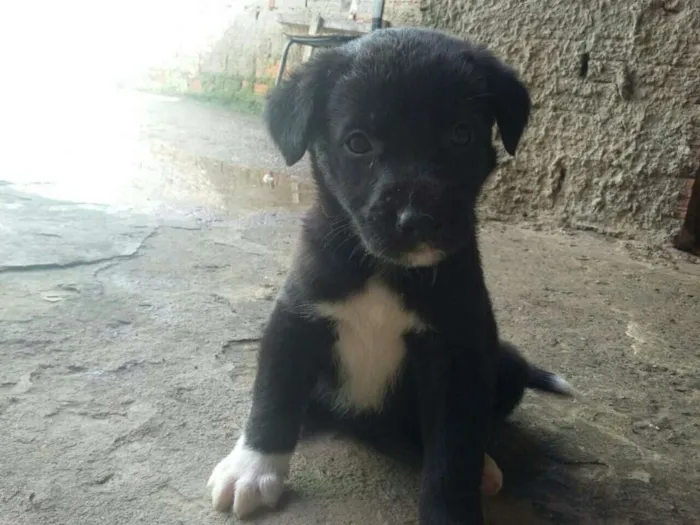 Cachorro ra a s.r.d porte médio  idade Abaixo de 2 meses nome sem nome