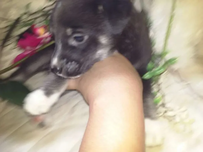 Cachorro ra a s.r.d porte médio  idade Abaixo de 2 meses nome sem nome