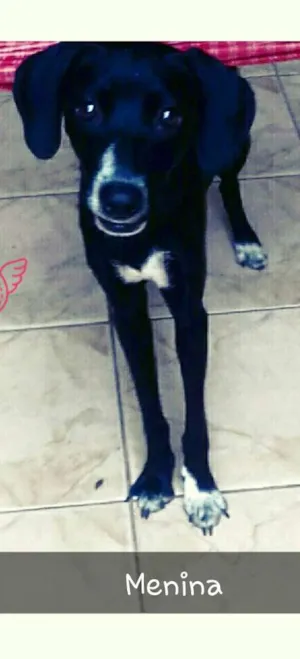 Cachorro raça Sem Raça Definida  idade 1 ano nome Menina 