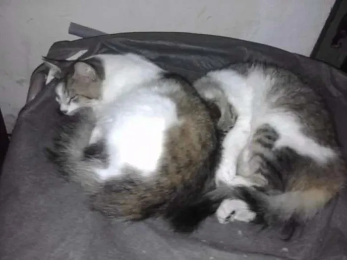Gato ra a SRD idade 2 anos nome Guerreiro e Garota