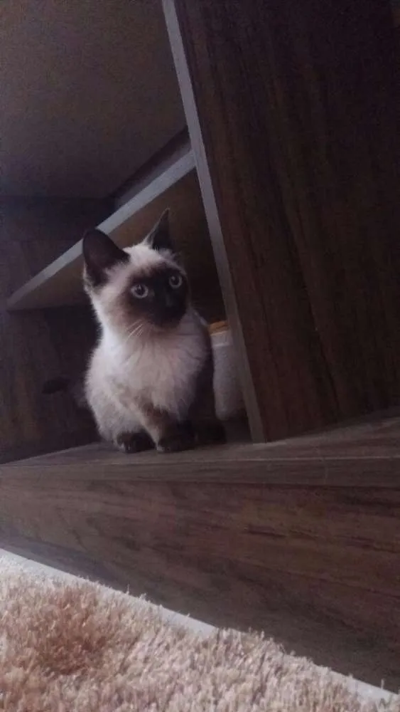 Gato ra a Vira lata  idade 2 a 6 meses nome Afrodite 