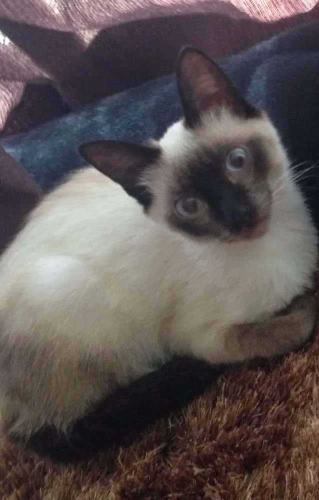 Gato ra a Vira lata  idade 2 a 6 meses nome Afrodite 