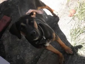 Cachorro raça não definida idade 1 ano nome Rex