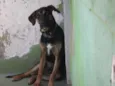 Rex