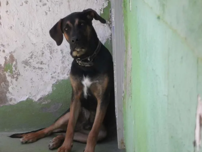 Cachorro raça não definida idade 1 ano nome Rex