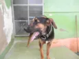 Rex