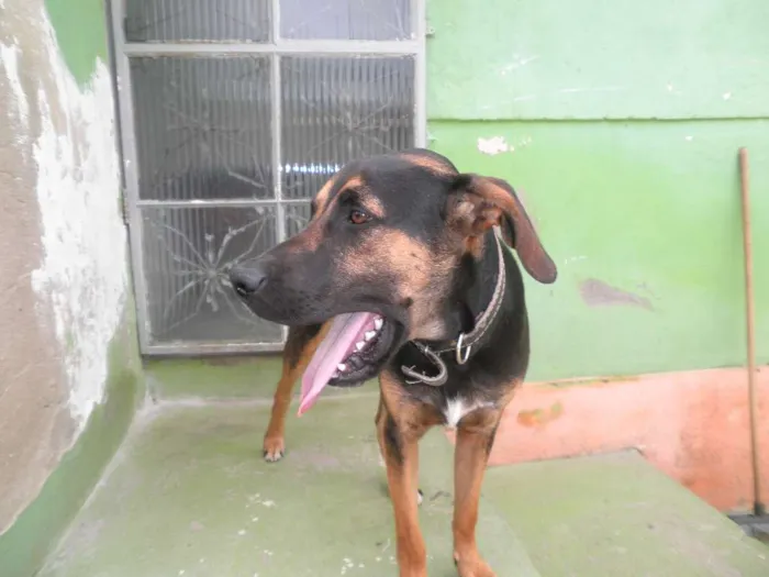 Cachorro raça não definida idade 1 ano nome Rex
