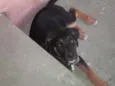 Rex