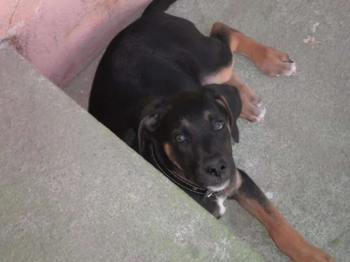 Cachorro raça não definida idade 1 ano nome Rex
