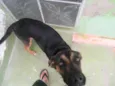 Rex
