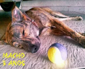 Cachorro raça SRD idade 1 ano nome Sem nome 