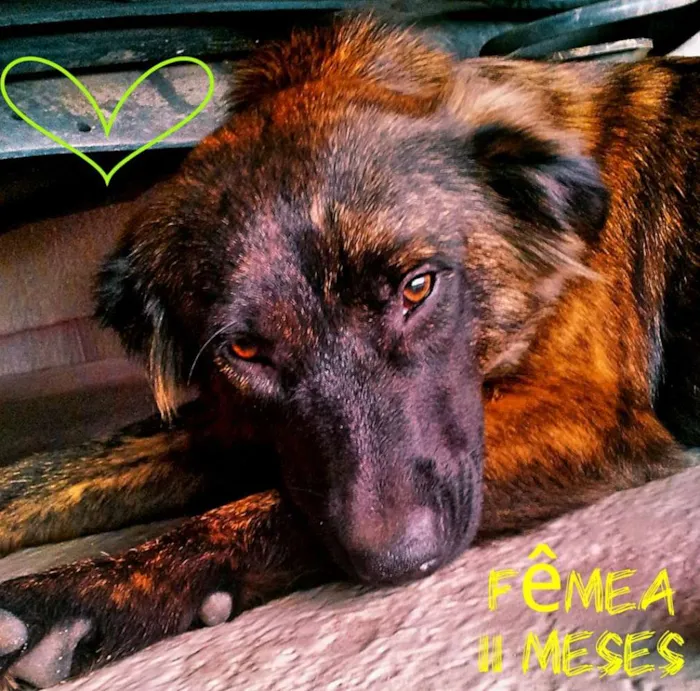 Cachorro ra a SRD idade 1 ano nome Sem nome 