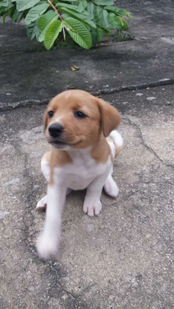 Cachorro ra a Sem raça definida idade Abaixo de 2 meses nome Sem nome