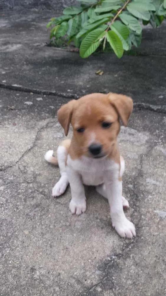 Cachorro ra a Sem raça definida idade Abaixo de 2 meses nome Sem nome