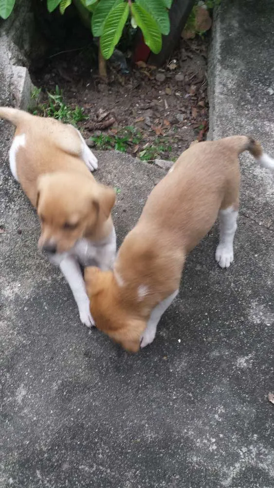 Cachorro ra a Sem raça definida idade Abaixo de 2 meses nome Sem nome
