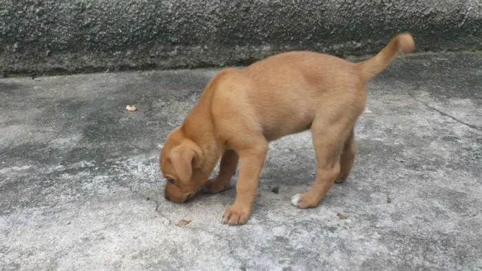 Cachorro ra a Sem raça idade Abaixo de 2 meses nome Sem nome