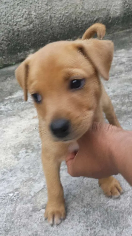 Cachorro ra a Sem raça idade Abaixo de 2 meses nome Sem nome