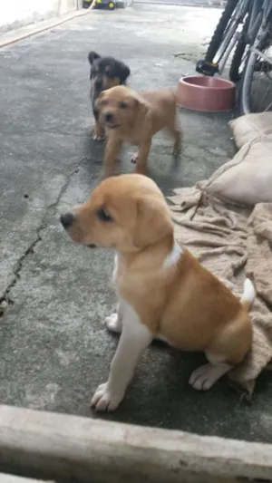 Cachorro raça Sem raça idade Abaixo de 2 meses nome Sem nome