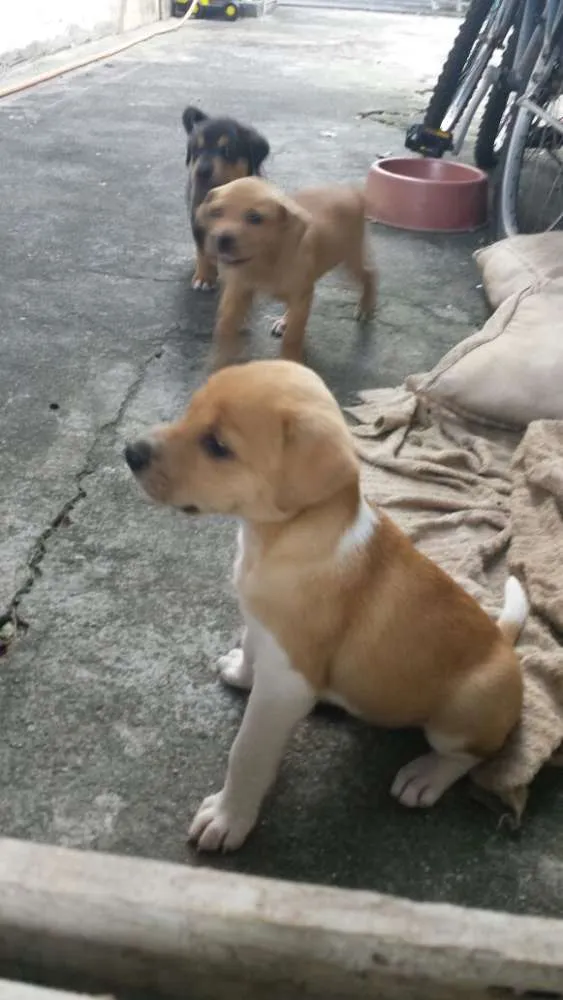 Cachorro ra a Sem raça idade Abaixo de 2 meses nome Sem nome