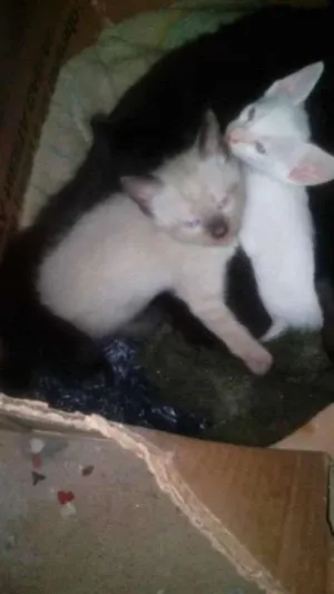 Gato raça Siamês idade 2 a 6 meses nome branquinho e marrom