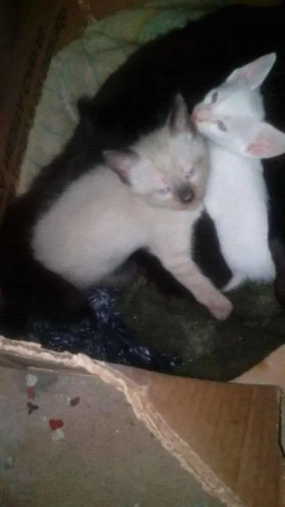 Gato ra a Siamês idade 2 a 6 meses nome branquinho e marrom