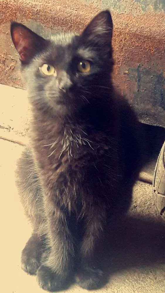 Gato ra a Siamês e vira lata idade 7 a 11 meses nome Branquinha 