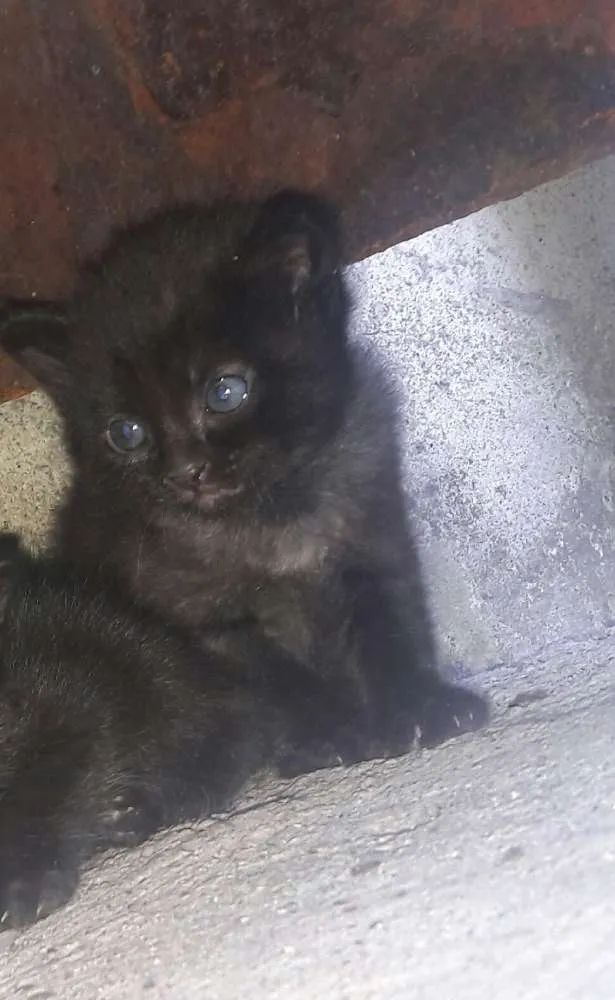 Gato ra a Siamês e vira lata idade 7 a 11 meses nome Branquinha 