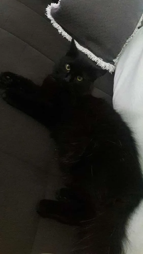 Gato ra a Siamês e vira lata idade 7 a 11 meses nome Branquinha 
