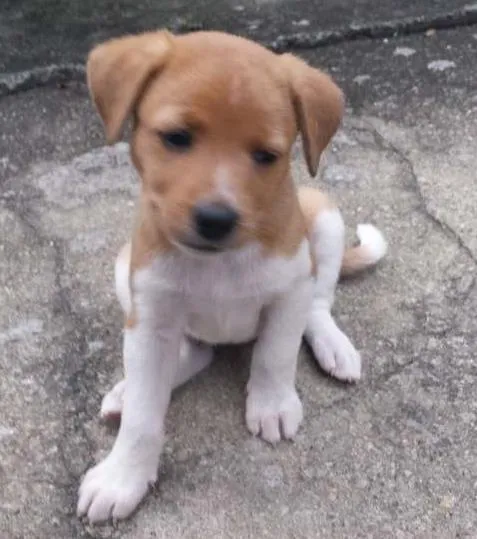 Cachorro ra a Sem raça definida idade Abaixo de 2 meses nome Sem nome