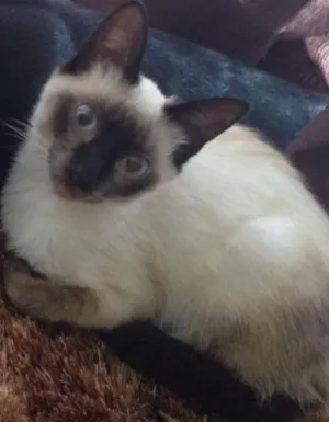 Gato raça Vira lata  idade 2 a 6 meses nome Afrodite 