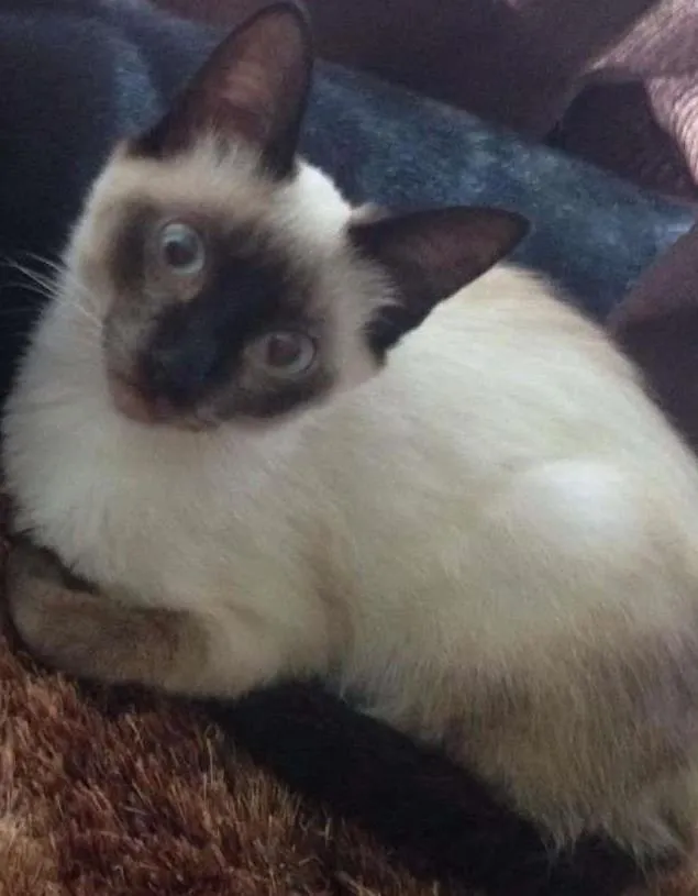Gato ra a Vira lata  idade 2 a 6 meses nome Afrodite 