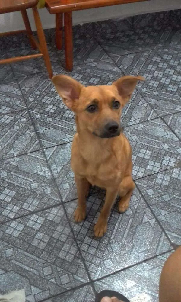 Cachorro ra a Cão idade 1 ano nome Perola