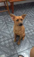 Perola