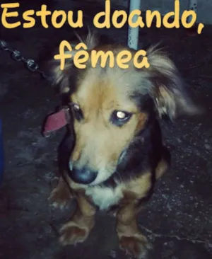 Cachorro raça Pequeno porte idade 4 anos nome Laila 