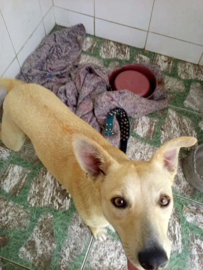 Cachorro ra a Cão idade 1 ano nome Caramelo