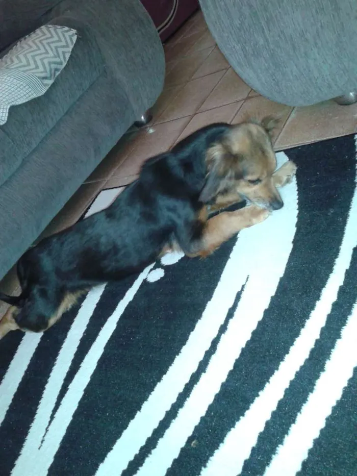 Cachorro ra a Pequeno porte idade 4 anos nome Laila 
