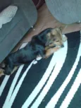 Laila