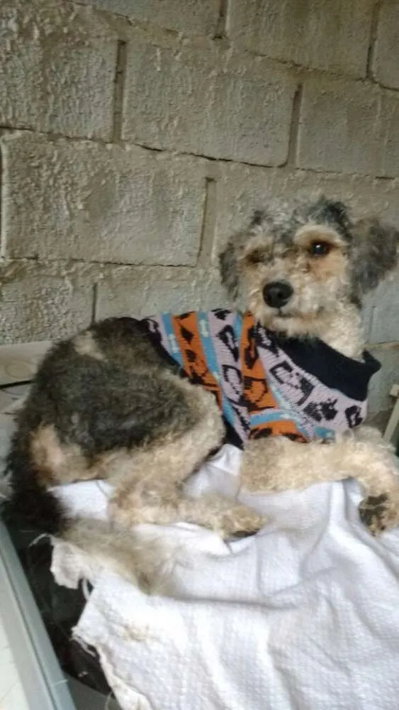 Cachorro ra a Cão idade 1 ano nome Principe