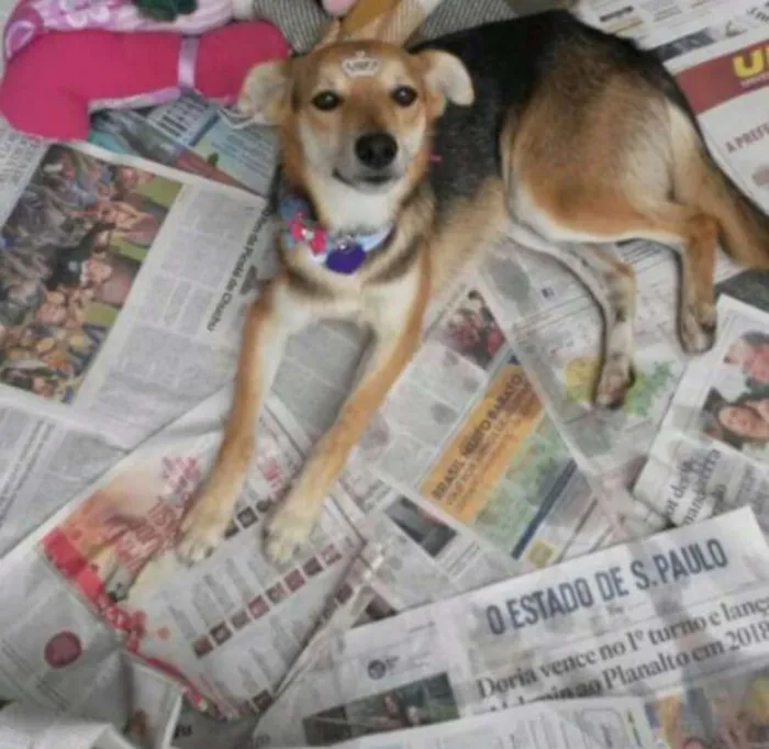 Cachorro ra a Cão idade 1 ano nome Amendoim