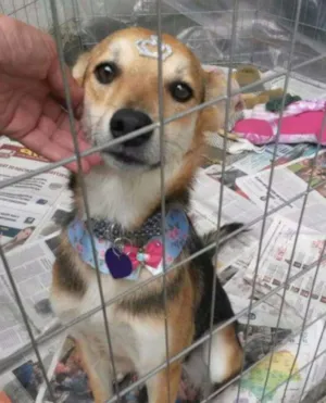 Cachorro raça Cão idade 1 ano nome Amendoim