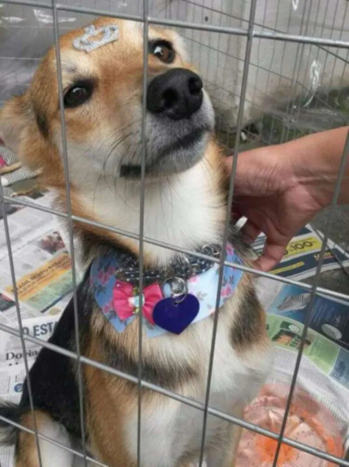 Cachorro ra a Cão idade 1 ano nome Amendoim